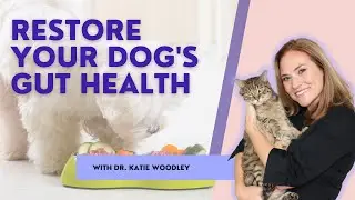 How to Restore your dog's  gut health