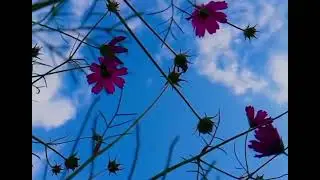 Explore Shangla valley   Adventure with Chkar   11