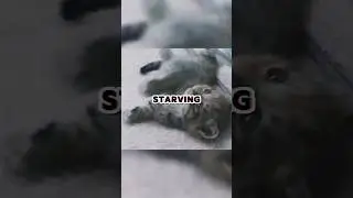 Tiny Paw Appears from Rain Pipe After Hours of Rescue  #Rescue #Kitten #shorts