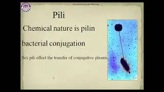 FACULTY121 MIC204 KUST2020 L7 P1 Pili, structure and function