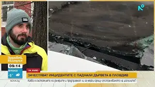 След снеговалежа в Пловдив: Съборени огромни дървета и клони и премазани коли