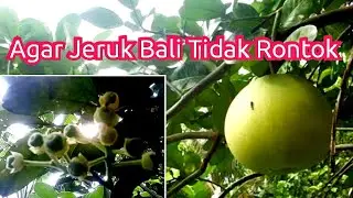 Cara Saya Meminimalisir Kerontokan Bunga/Buah Jeruk Bali @Maswinchannel3309