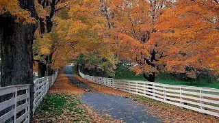 Leaves Falling From Tree || Nature Official TV