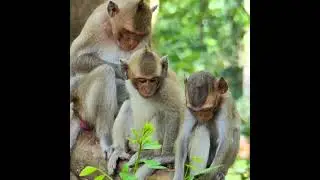 Who Never Seen Little Monkey Dalia Drama Performance With Dakota Request Milk