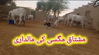 Sibi Bhagnari #sibbi #bhagnari #trending #youtubeshorts #viral #viralvideo #ytshorts #shorts #short 
