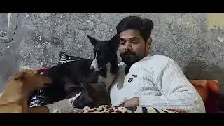 indian street dog's.honestly loyalty 👌   27January 2026 vlogs #vlog #shorts #indiandogs 
