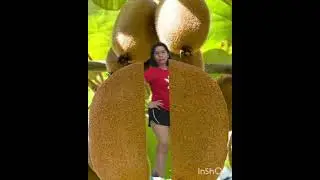 VERY SOUR!#KIWI#ANAK-HASIL#YANGTAO#NERGI#GUSEUBELI..SUBSCRIBED,LIKE,COMMENT & SHARE.