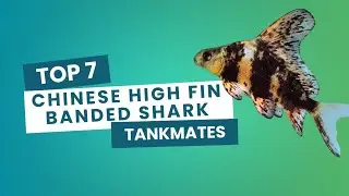 TOP 7 Tank Mates for Chinese High Fin Banded shark