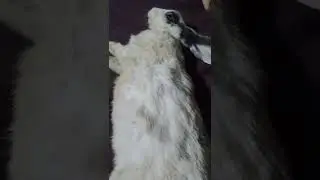 my bunny is no more 😭😭😭😭
