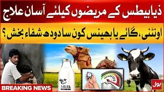 Diabetic Patients Treatment | Camel, Cow And Buffalo Milk Advantages Updates | Breaking News