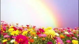 Let Kindness Rise | A Song for Humanity