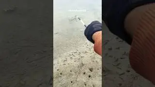 harus tau cara pilih lubang belut tambak air payau #shorts #fishing #skills