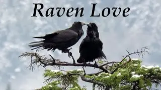 Raven Love ~ Common Ravens' Courtship