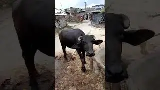 hamarjila aasik hait #suryabhai #coco #cow #suryayadav #khesharilal #khesarilalyadav
