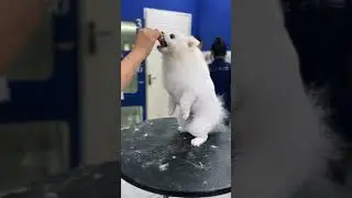 Cắt tỉa l&ocirc;ng gấu Diamond #petservice #petgrooming #petspa #pomeranian