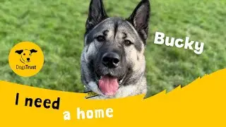 Bucky the awesome Akita | Dogs Trust Bridgend