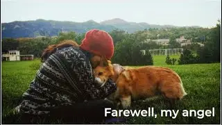 Grieving the loss of my dog vlog | how to deal with losing a pet