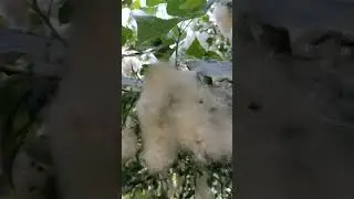Тополиный пух жара...май #diy #nature #Poplar fluff#spring #flower