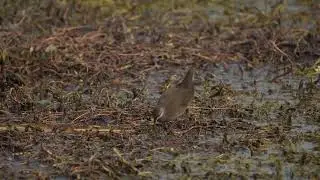 The shy and secretive Brown Crake.