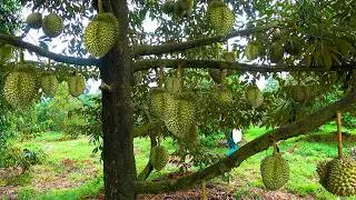 Durian Harvesting Secrets from King of Tropical Fruits Farm