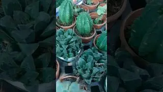 Beautiful indoor plants #cactus #indoorplants #indoorgarden #lovingplanta
