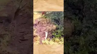 Nature wildlife scene, Leopard hunting a impala,
