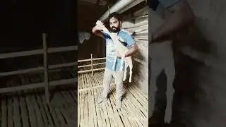 #goat farm #night activity in goat 🐐 farm @helloworldgoatfarm
