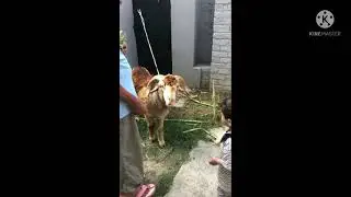 My cute little brother having fun with the sacrificing Sheep😍💝💝🥰🥰