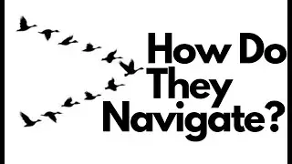 The Wonders of Animal Migration - How Do they Do It?