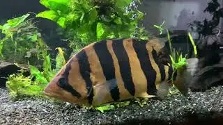 Datnioides microlepis (сиамский окунь)