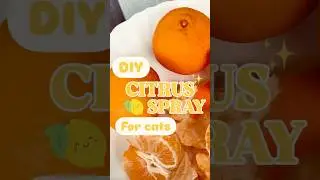 DIY CITRUS SPRAY, cat repellant#viral #hacks #diy #cat #catvideos #cats #catlovers