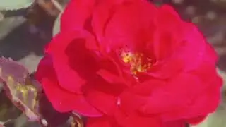 Beautiful Rose Garden🌹 | Nature Therapy 💕#Viral #ViralVideo #ytshorts #Nature #Rose #Garden