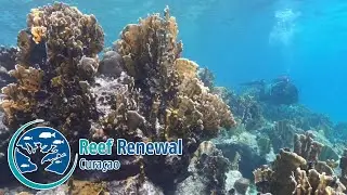 Reef Renewal Curacao - Part 3