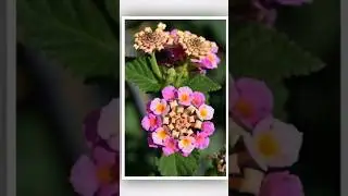 FLOWERS of the World GARDEN- Lantana flower 2023 #flower #flowers #plantita #plants