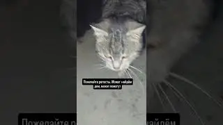 ПОМОГИТЕ ПОЖАЛУЙСТА СОБРАТЬ НА КОРМ 5469 6000 3150 7601