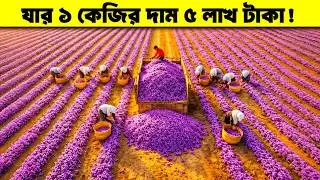 Look what happens in these fields! The secret business of the world's most expensive spice worth millions of taka!