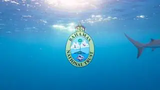 The Bahamas is a Shark Sanctuary | PSA