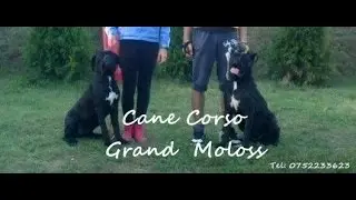 Dresaj canin Grand Moloss