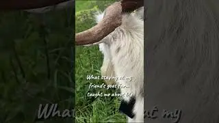 Staying at a Norwegian goat farm