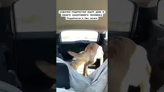 СОБАЧКИ-ПОДРОСТКИ ИЩУТ ДОМ И  СВОЕГО ЗАБОТЛИВОГО ЧЕЛОВЕКА (ч.3) #щенки #puppy #dogs #собаки #собака