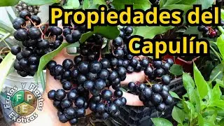 Propiedades del capul&iacute;n, beneficios y como consumir la fruta de 𝐴𝑟𝑑𝑖𝑠𝑖𝑎 𝑐𝑜𝑚𝑝𝑟𝑒𝑠𝑠𝑎