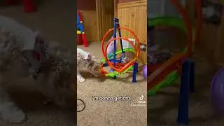 fyp #foryoupage #babydoggy #dog #dogs #car #chase #foryou #dogshorts