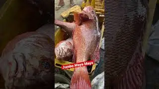 Jumbo Maya Maya Fish Catch😮 #mayamaya  #seafood  #fish  #shorts  #shortvideo