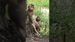 The pitiful baby monkey lost its mother #shorts