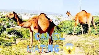 Camel mating #mating camel #camel 