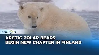 Polar Bears Begin Life in Finland&rsquo;s Ranua Wildlife Park
