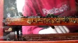 Пчелиный разговор ~ Адам рассказывает о своих пчелах ~ Пчелы Мед Пчела Улей медоносных пчел Мед Пыльца Нектар