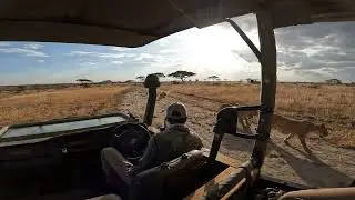 Lion pride passing - Cubs at Serengeti National Park, Tanzania