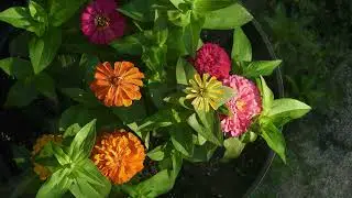 Ruth's Flowers