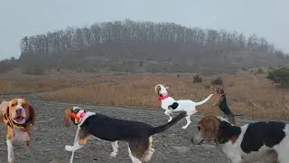 Competition hunting in snow.